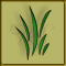Herbe